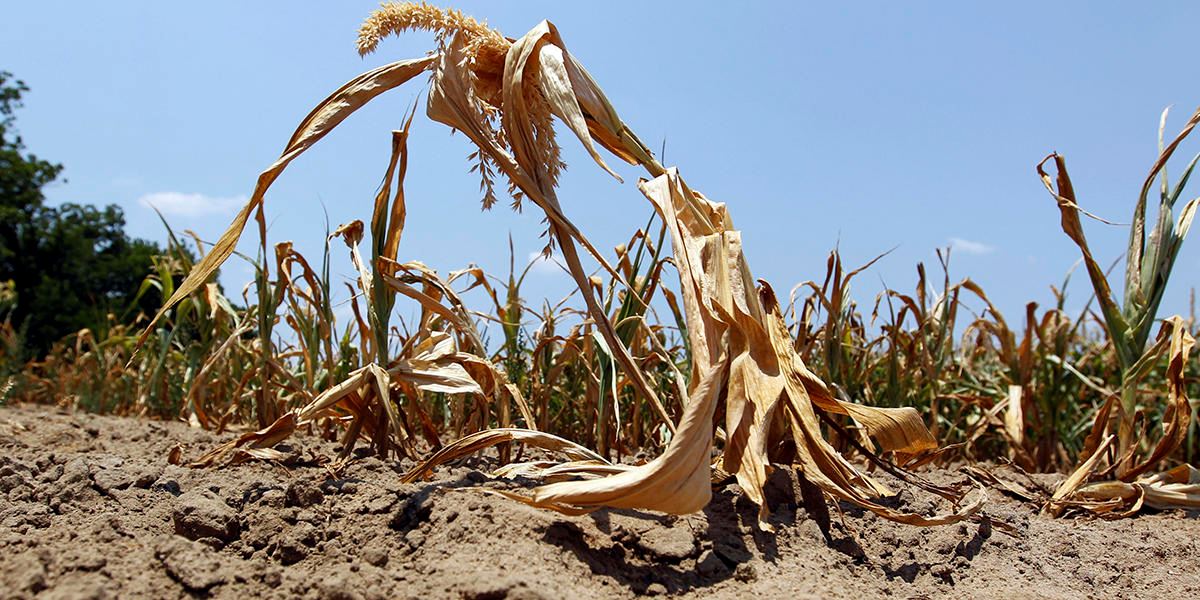 Crops die during the Georgia 2016 drought